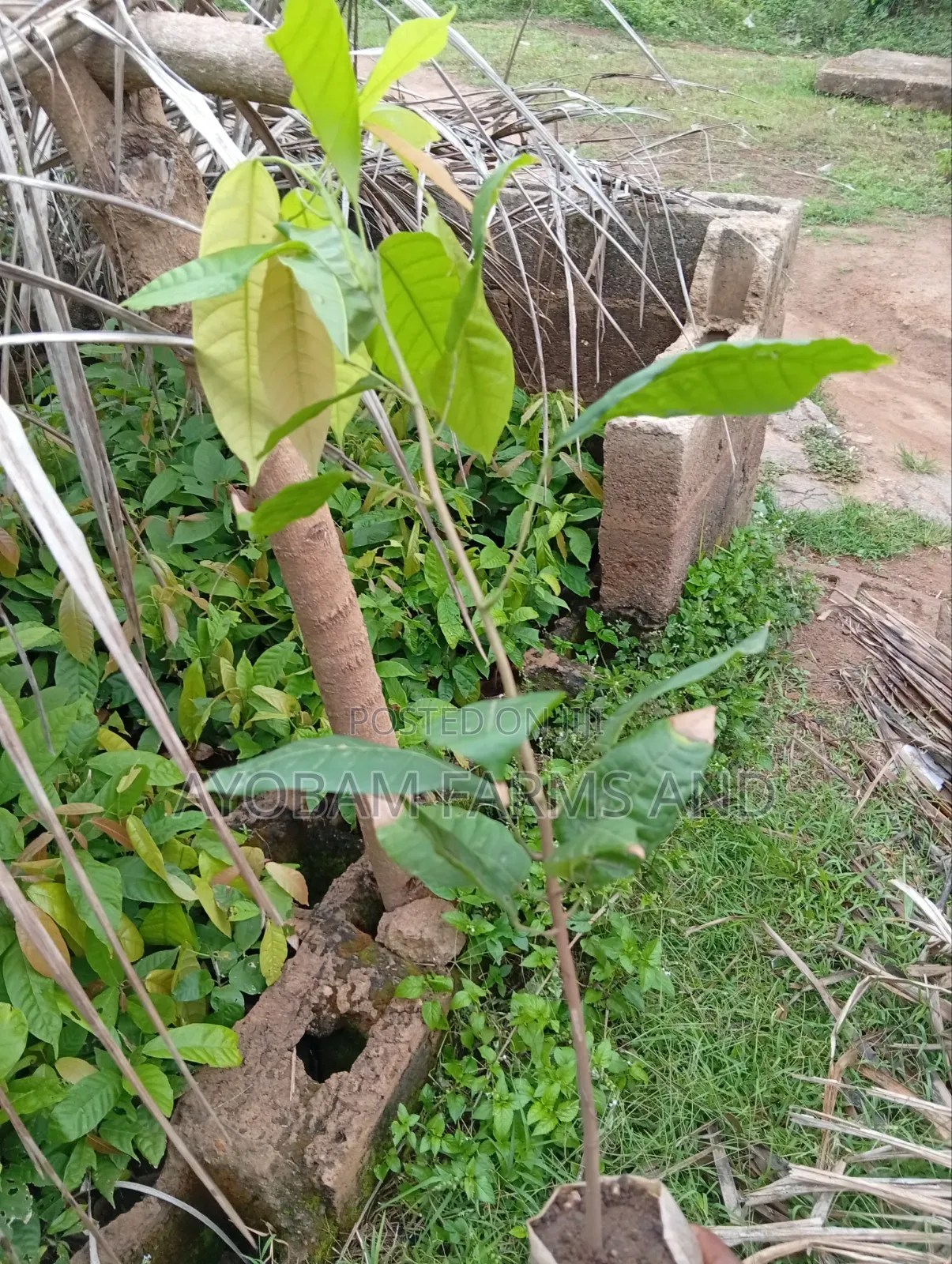 Cocoa Seedlings Available for Sale