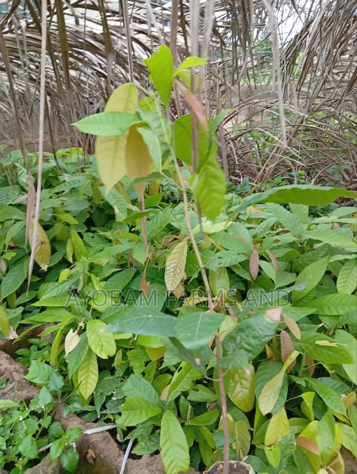 Cocoa Seedlings Available for Sale