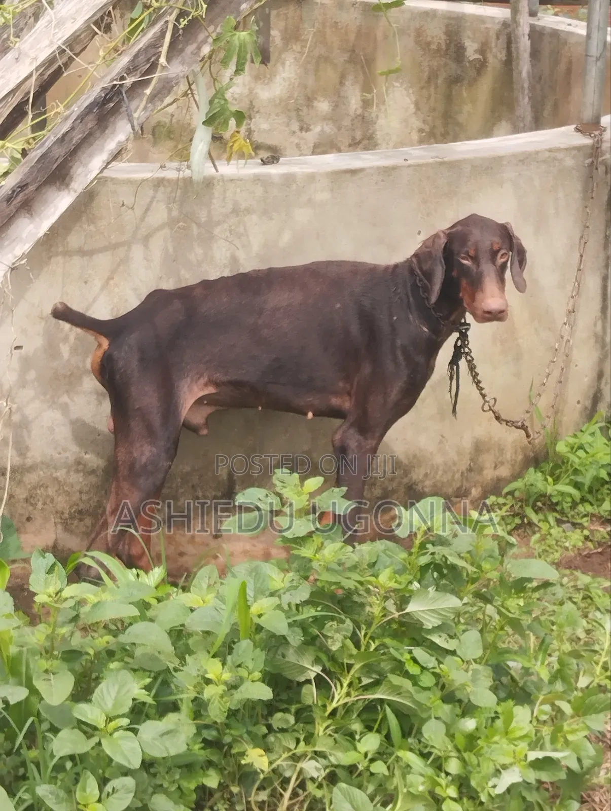 1+ year Male Purebred Doberman Pinscher