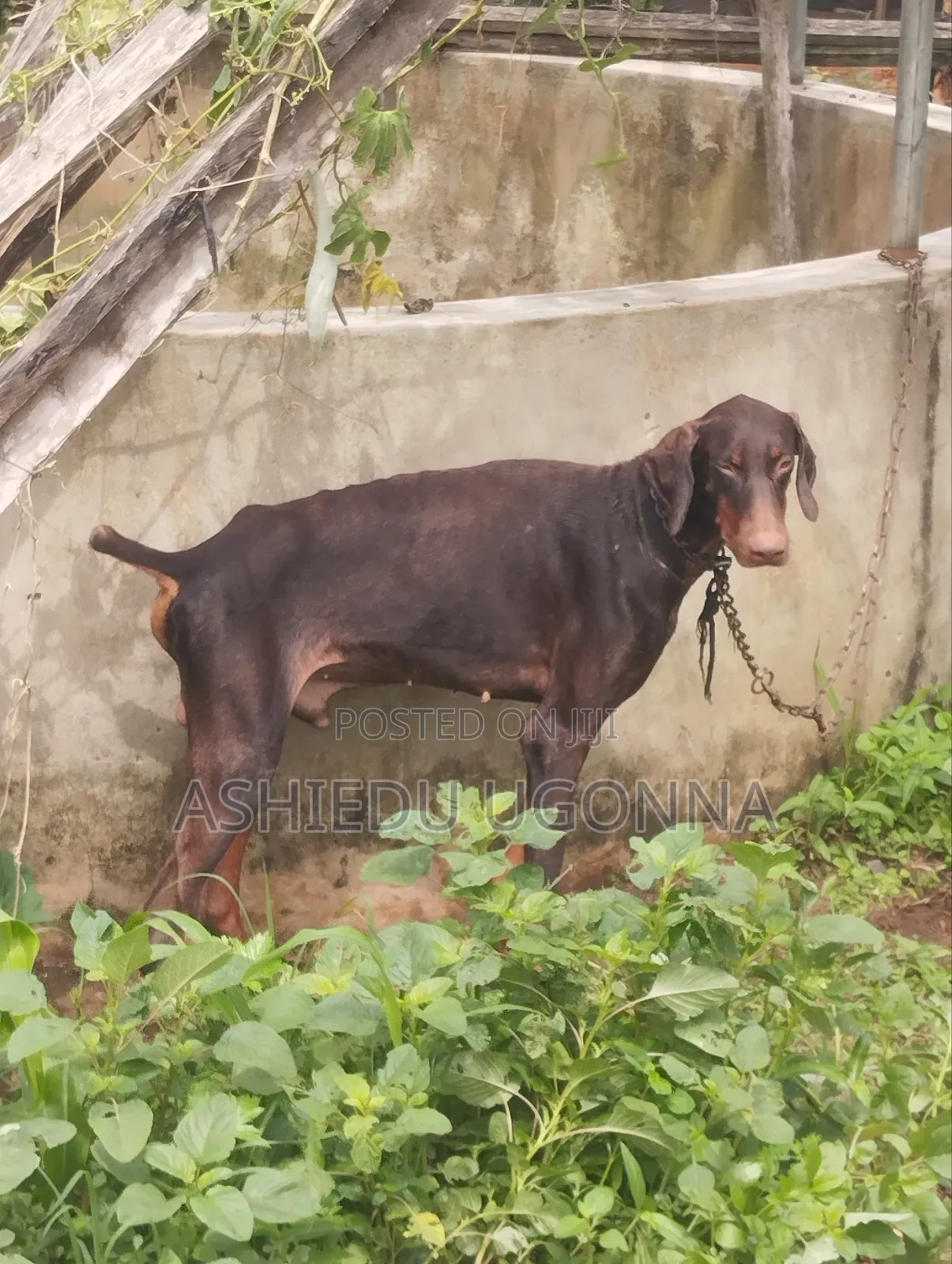 1+ year Male Purebred Doberman Pinscher