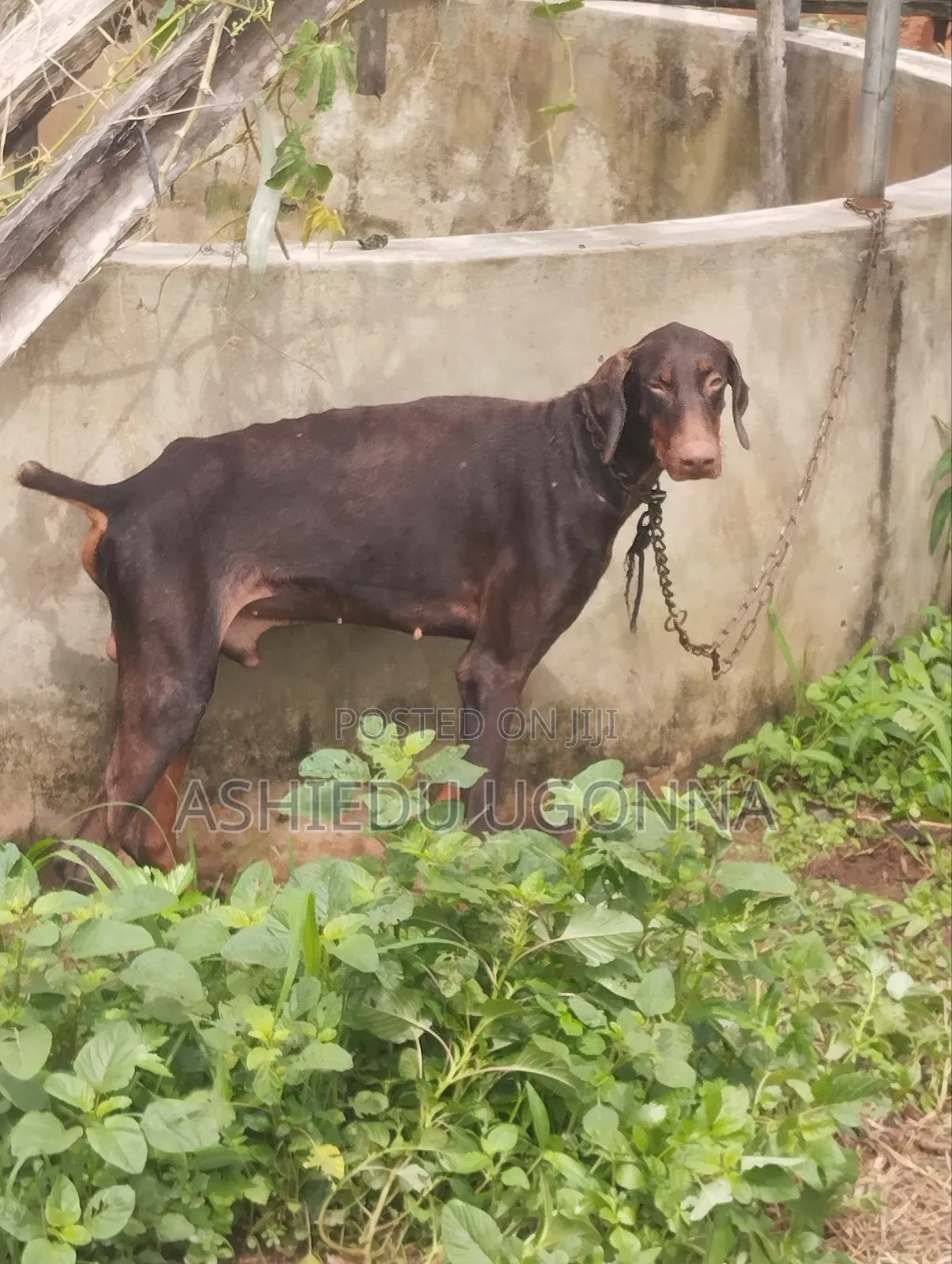 1+ year Male Purebred Doberman Pinscher