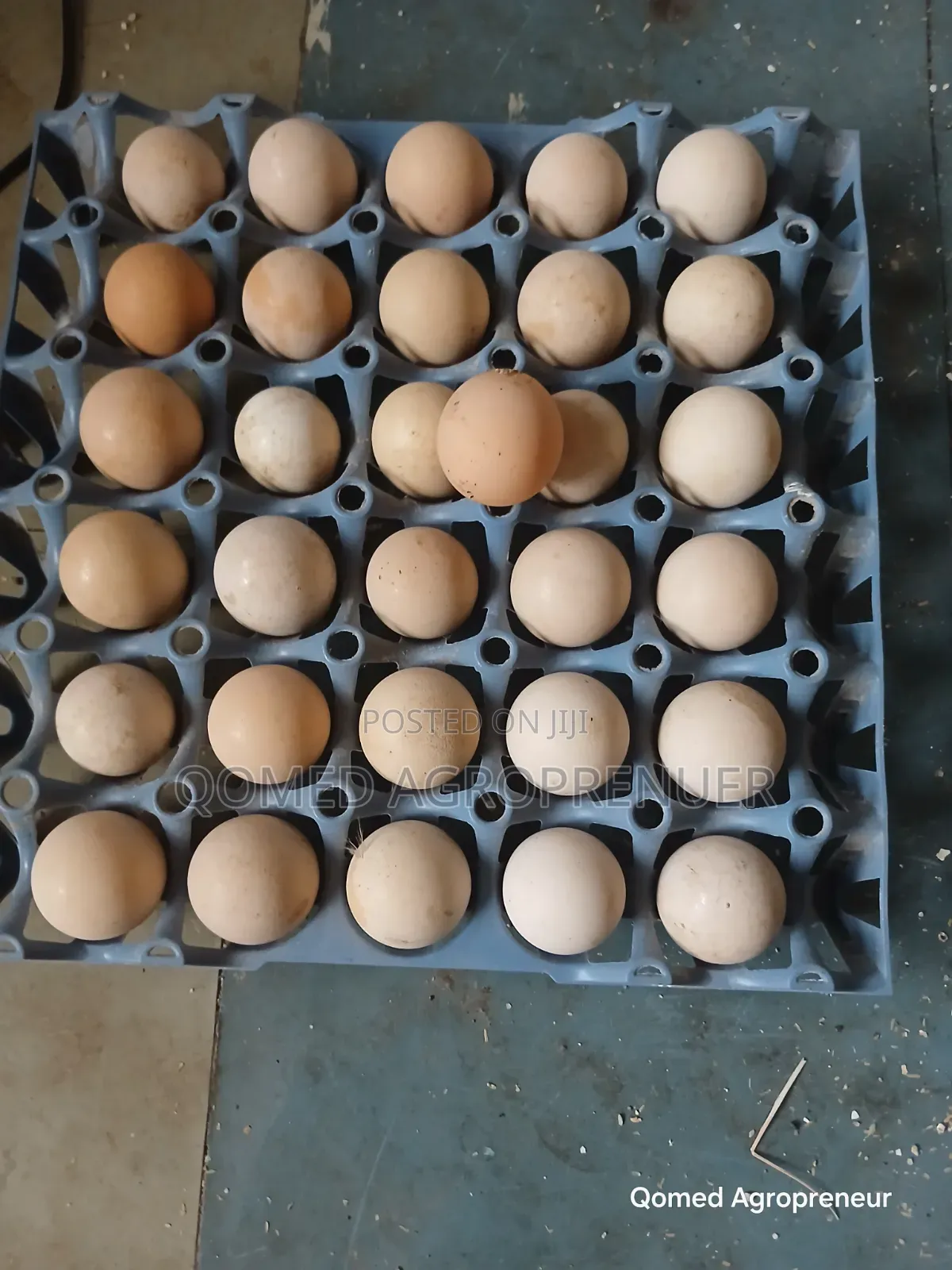 Guinea Fowl Fertile Egg