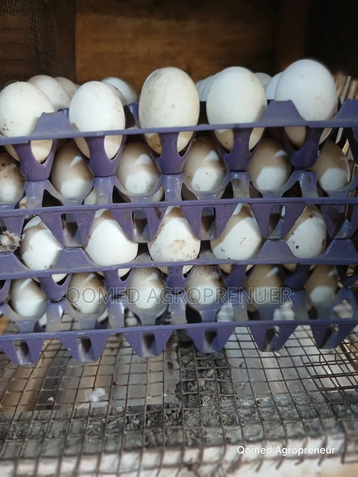 Fertile Pekin Duck Egg