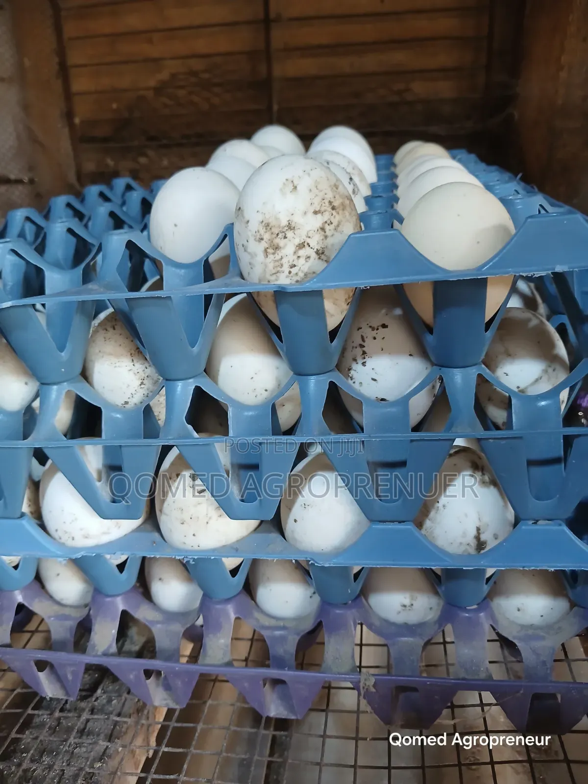 Fertile Pekin Duck Egg