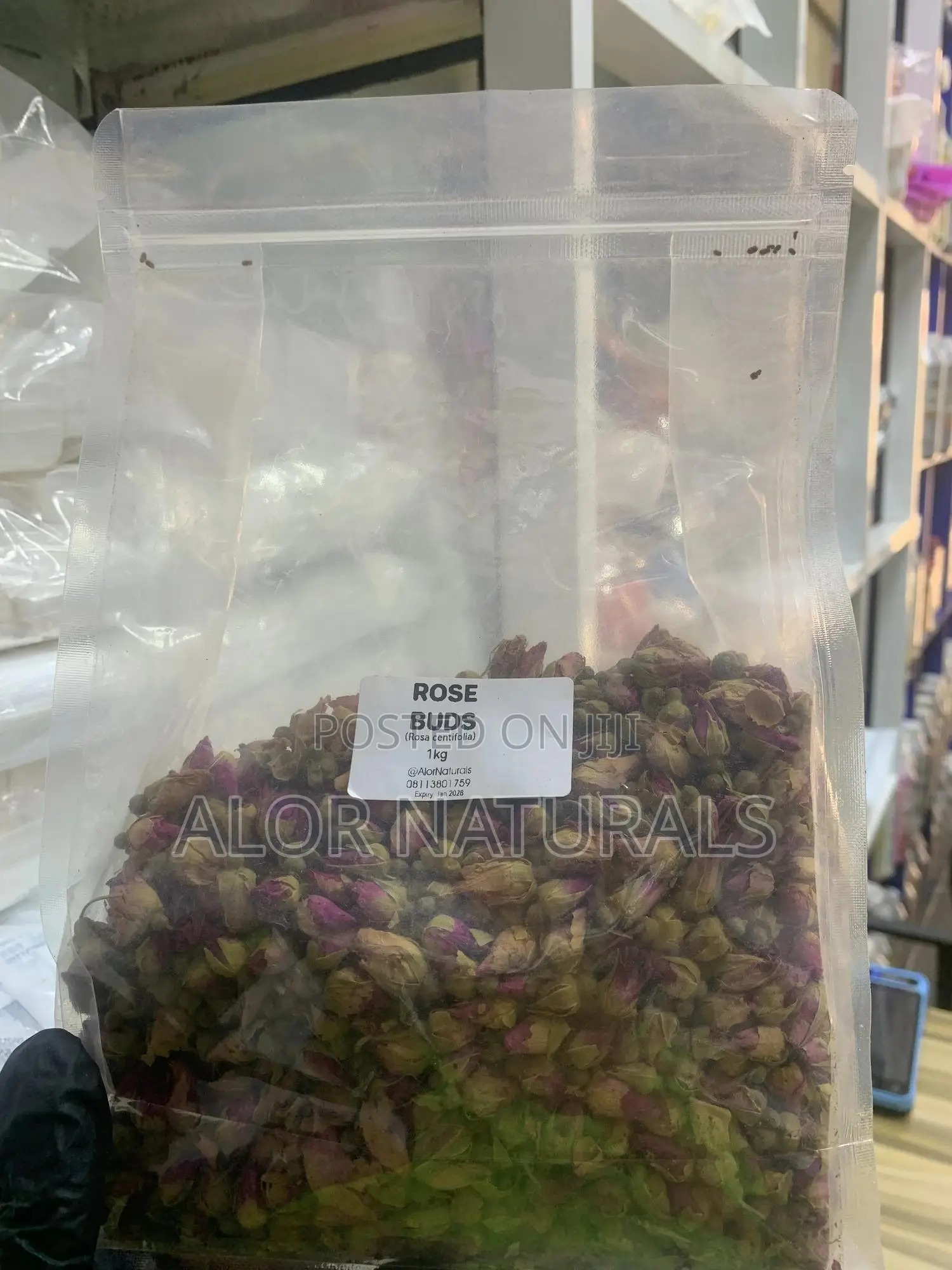 Rose Buds (Rosa Centifolia)