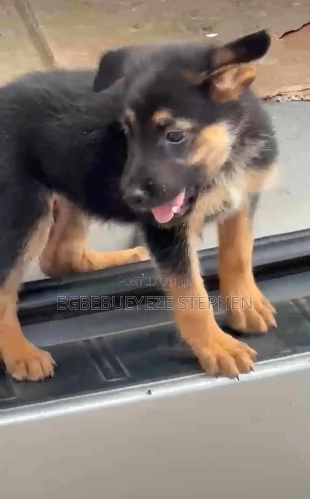 1-3 months Female Purebred German Shepherd