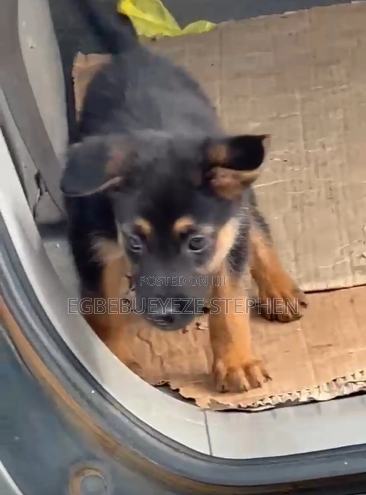 1-3 months Female Purebred German Shepherd