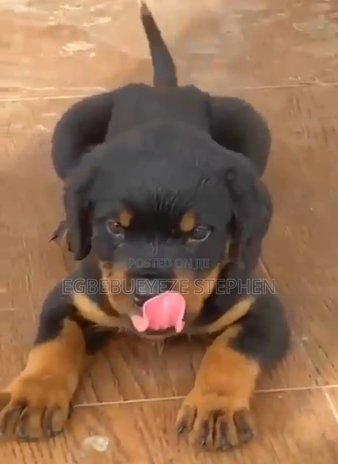 1-3 months Male Purebred Rottweiler