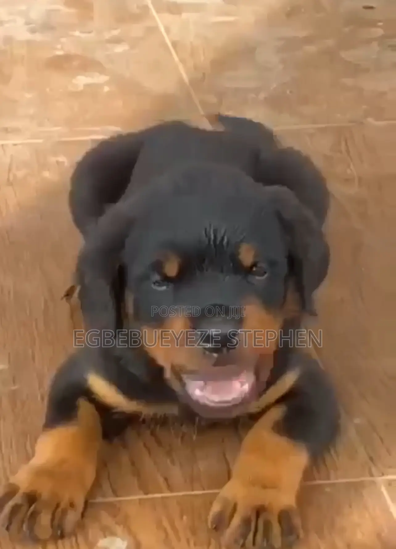 1-3 months Male Purebred Rottweiler
