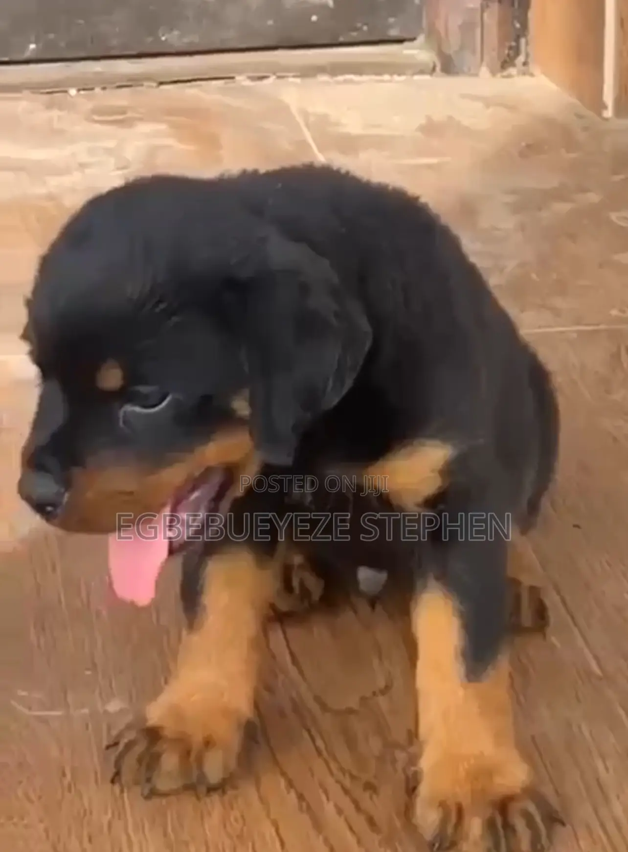 1-3 months Male Purebred Rottweiler