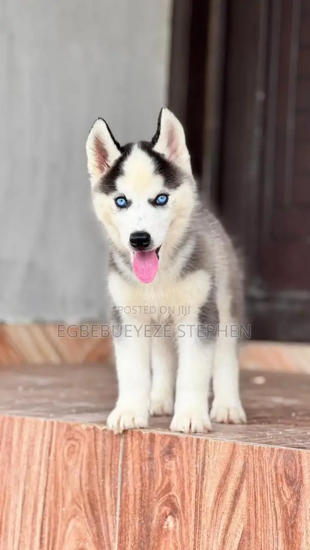 1-3 months Female Purebred Siberian Husky
