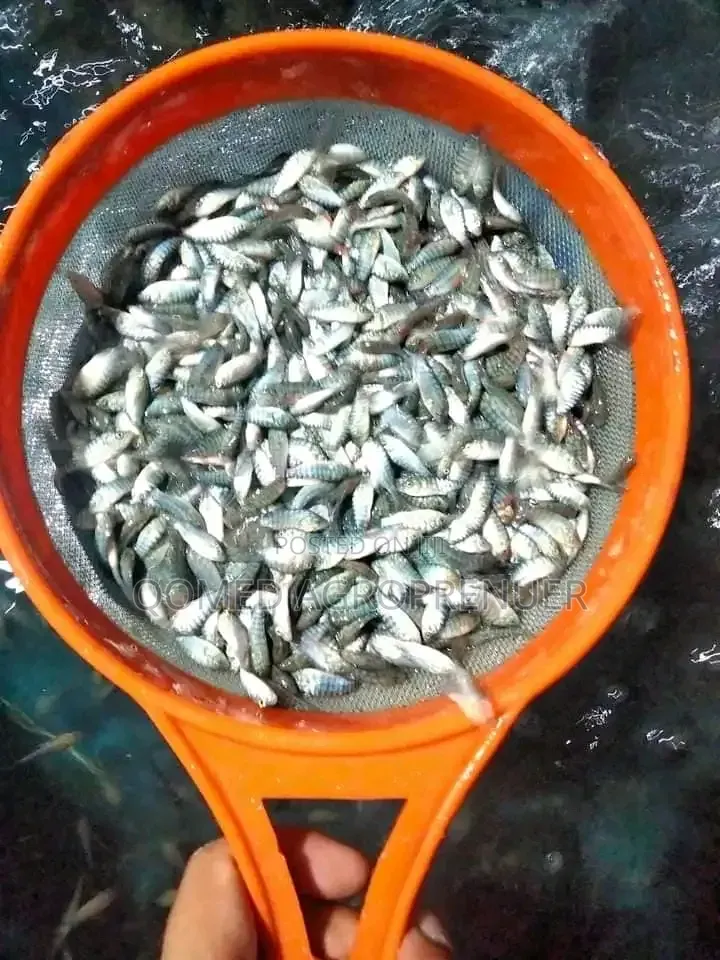 Tilapia Fish Seed