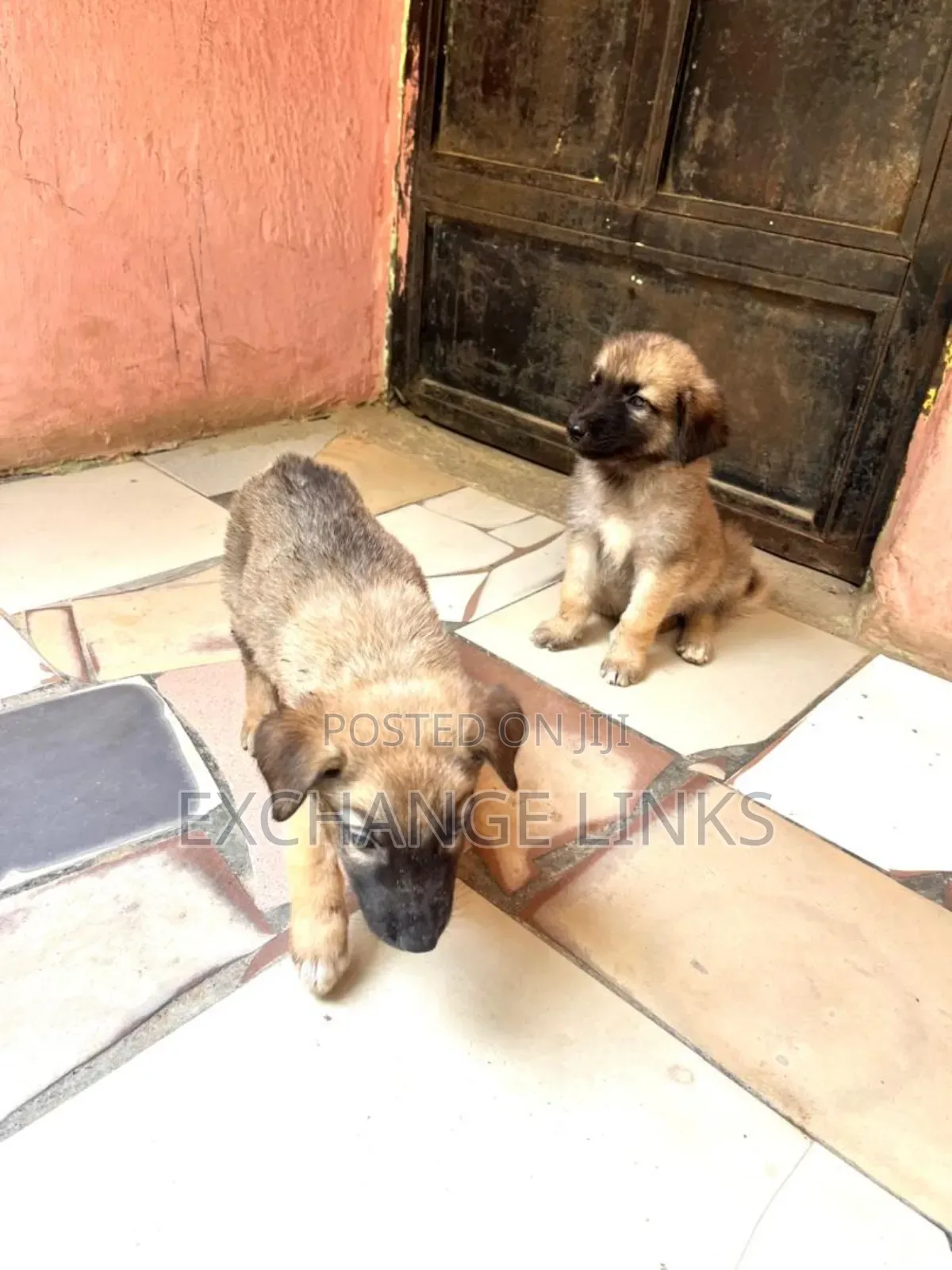 1-3 months Female Purebred Caucasian Shepherd