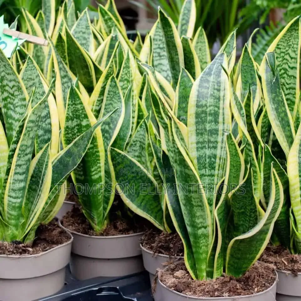 Snake Plant (Indoor Life Plant)