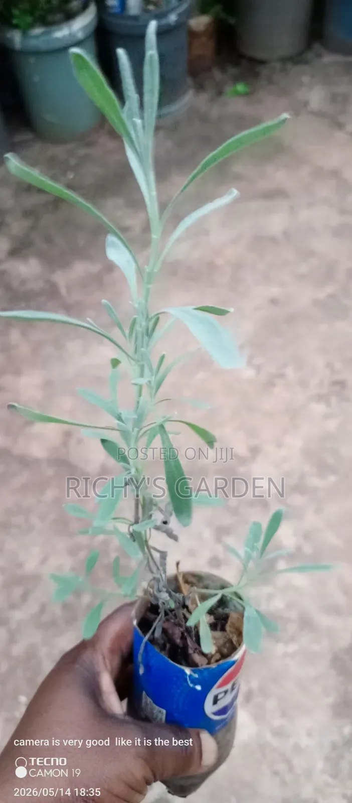 English Lavender for Sale