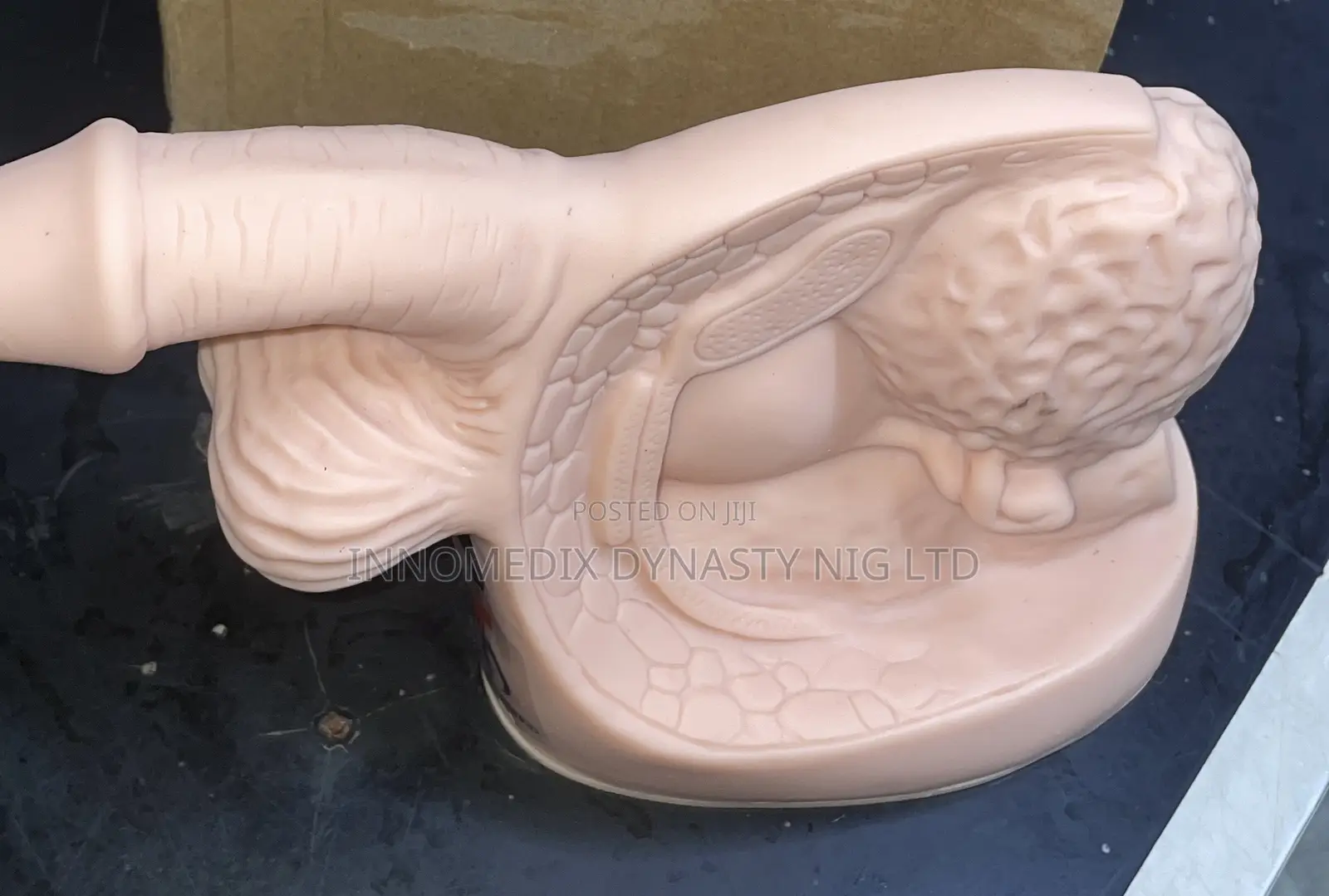 Organs of Reproductive System