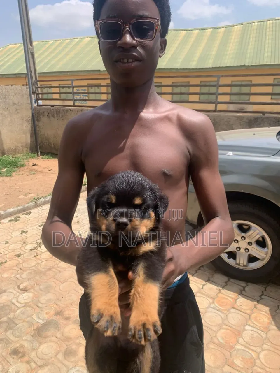 1-3 months Male Purebred Rottweiler