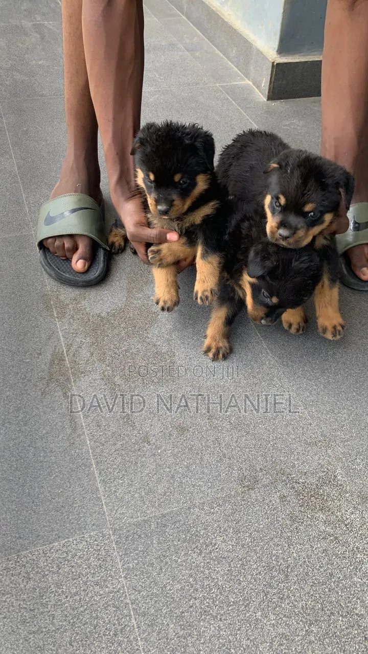 1-3 months Male Purebred Rottweiler