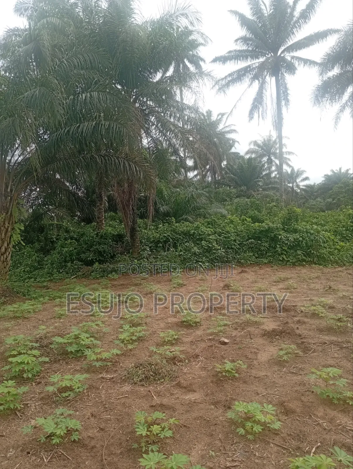 Land for Sale