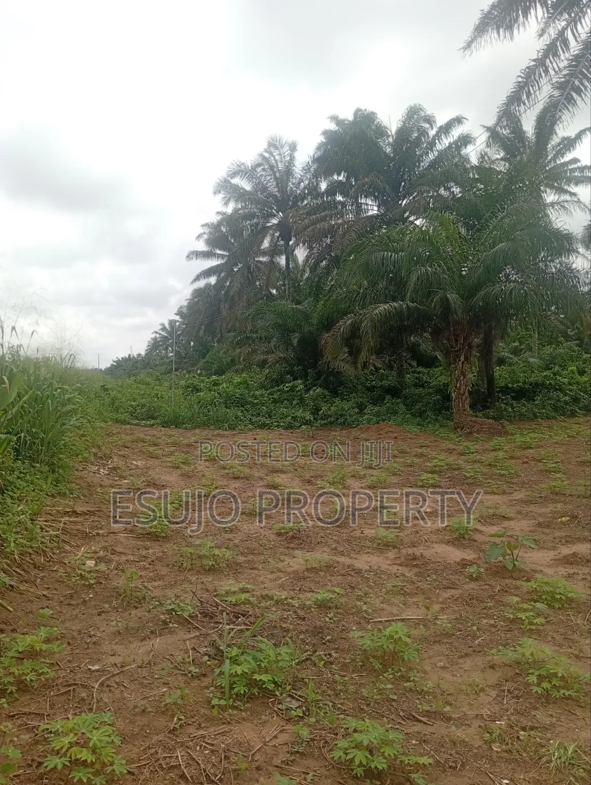 Land for Sale