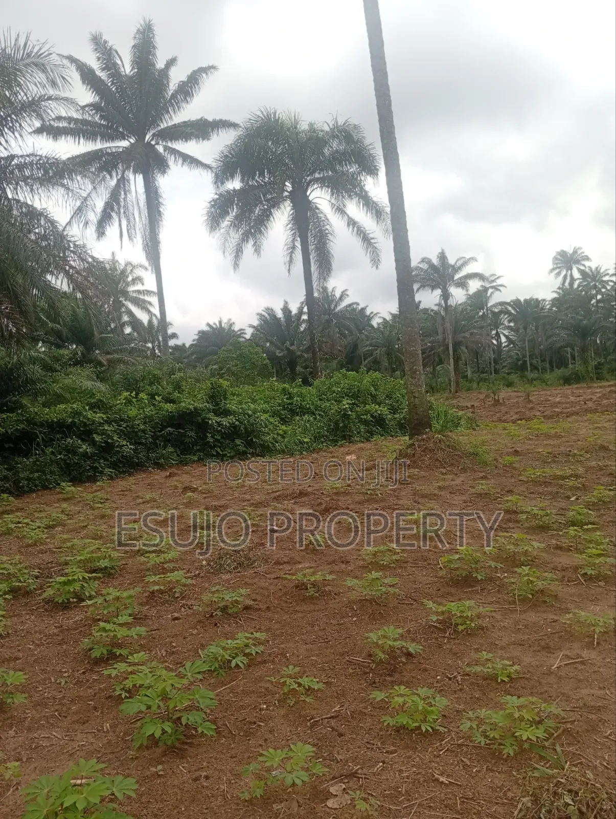 Land for Sale