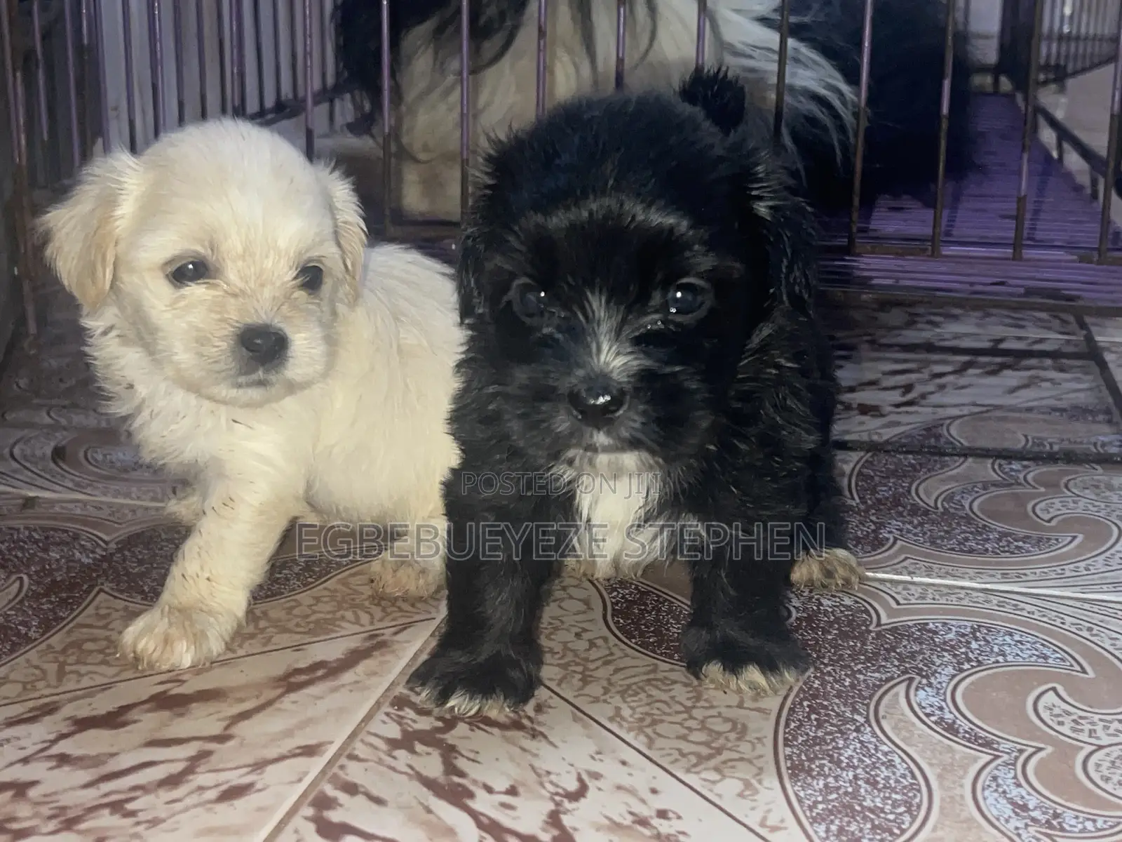 0-1 month Female Purebred Lhasa Apso