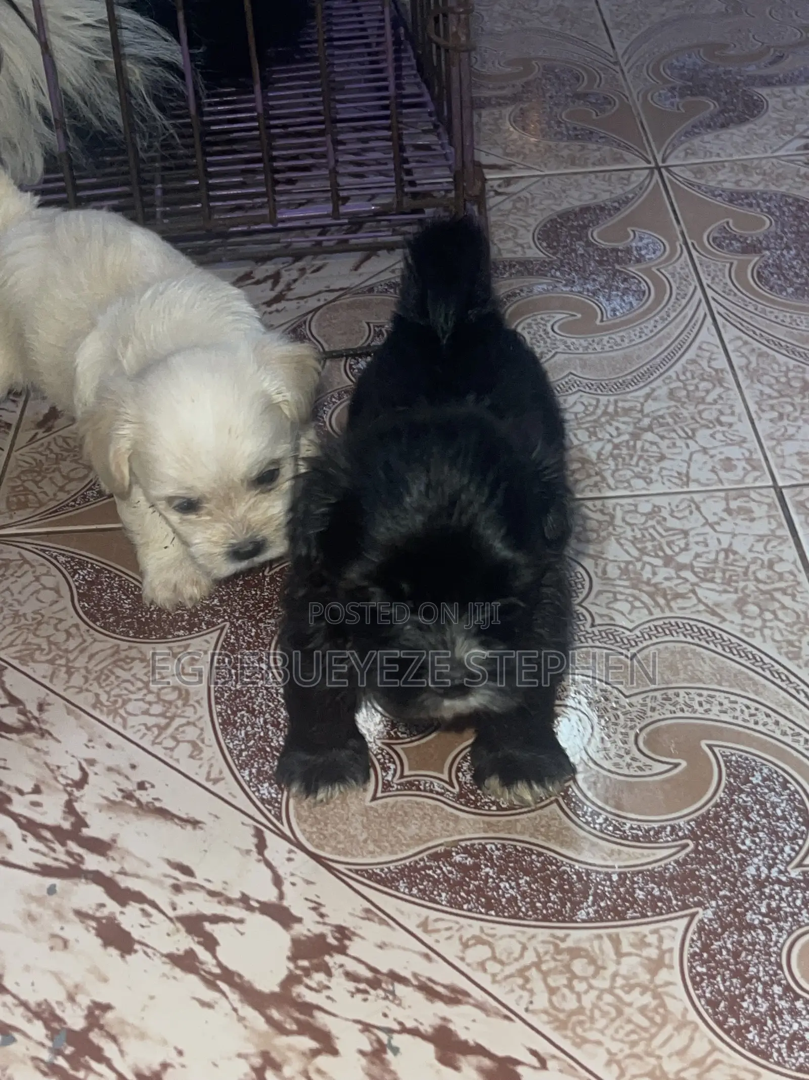 0-1 month Female Purebred Lhasa Apso
