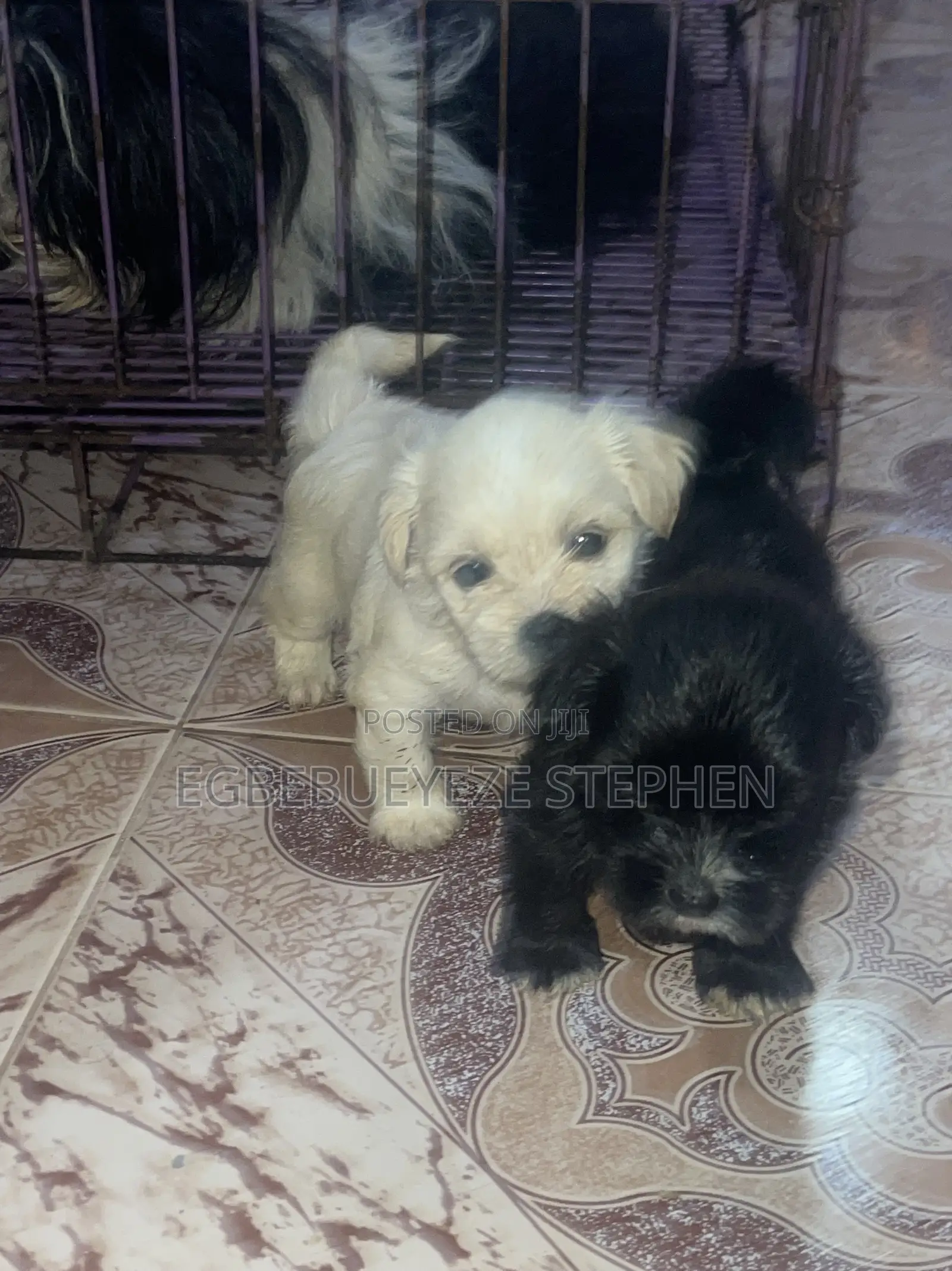 0-1 month Female Purebred Lhasa Apso