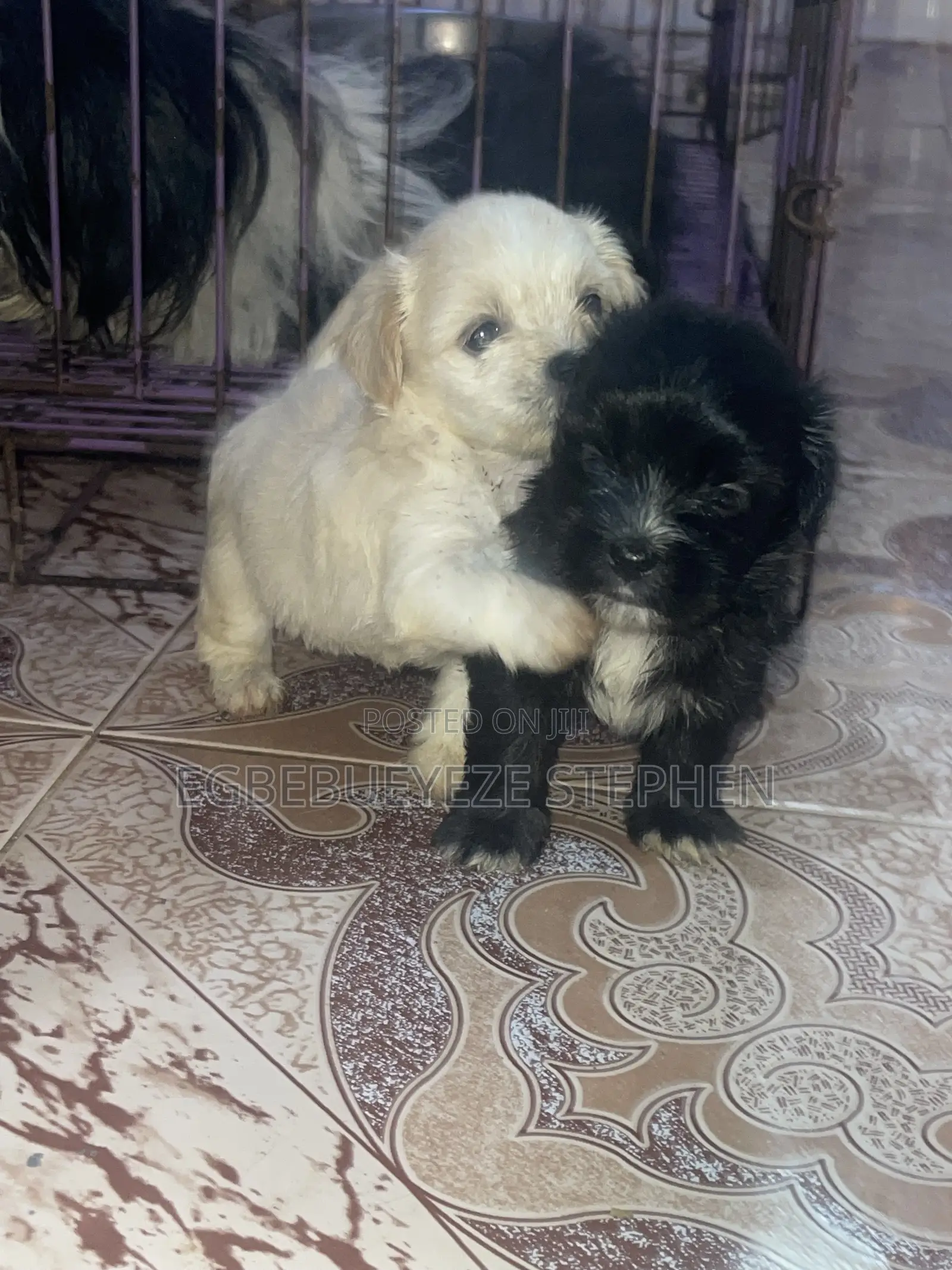 0-1 month Female Purebred Lhasa Apso