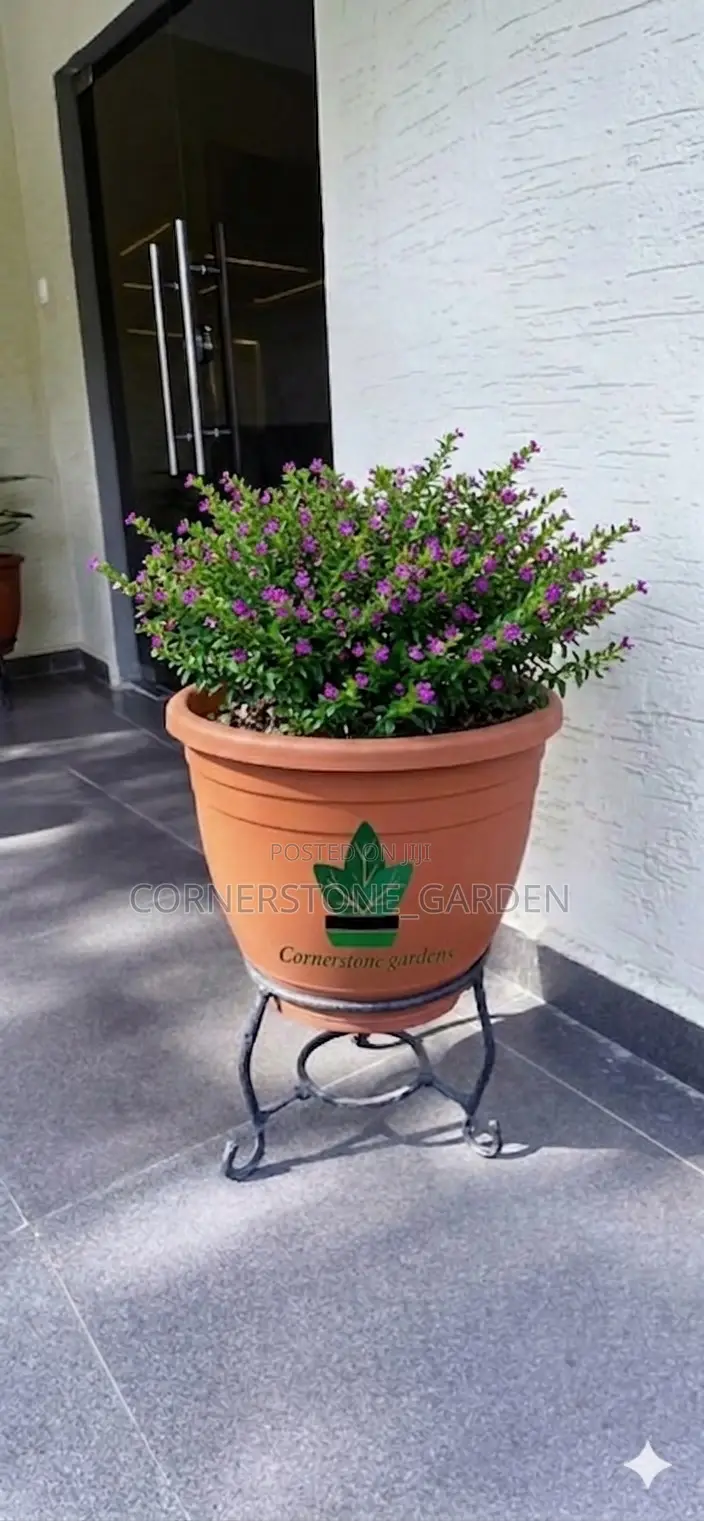 Ornamental Outdoor Natural Plants
