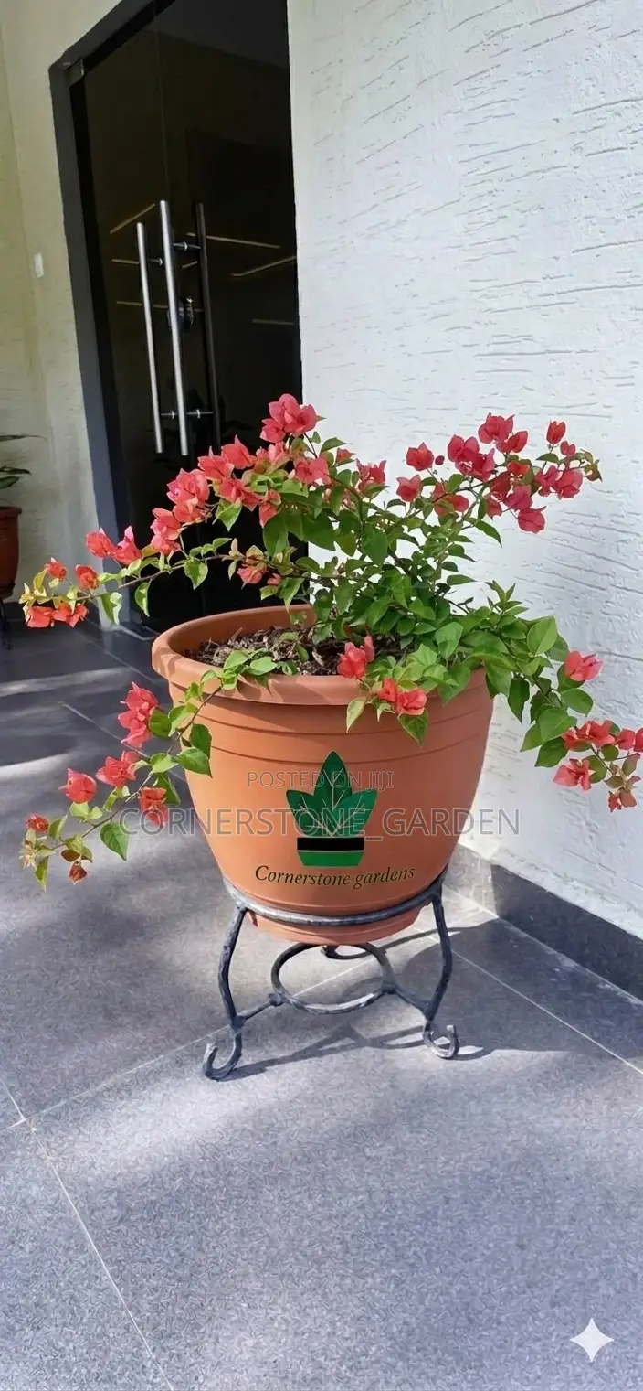 Ornamental Outdoor Natural Plants