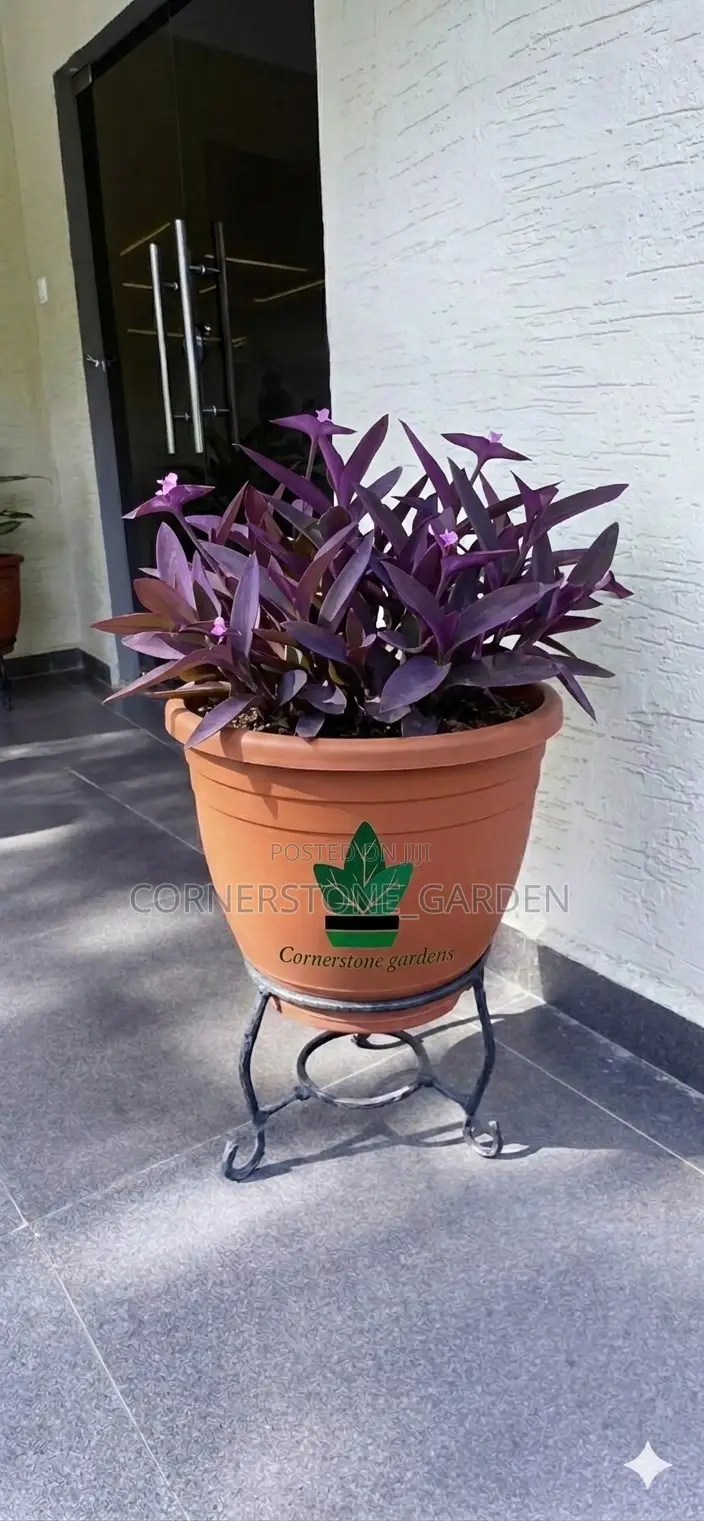 Ornamental Outdoor Natural Plants