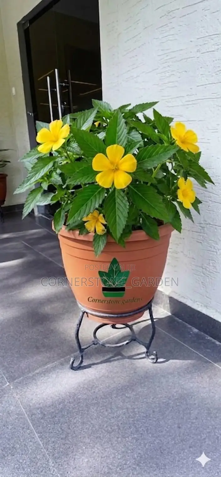 Ornamental Outdoor Natural Plants