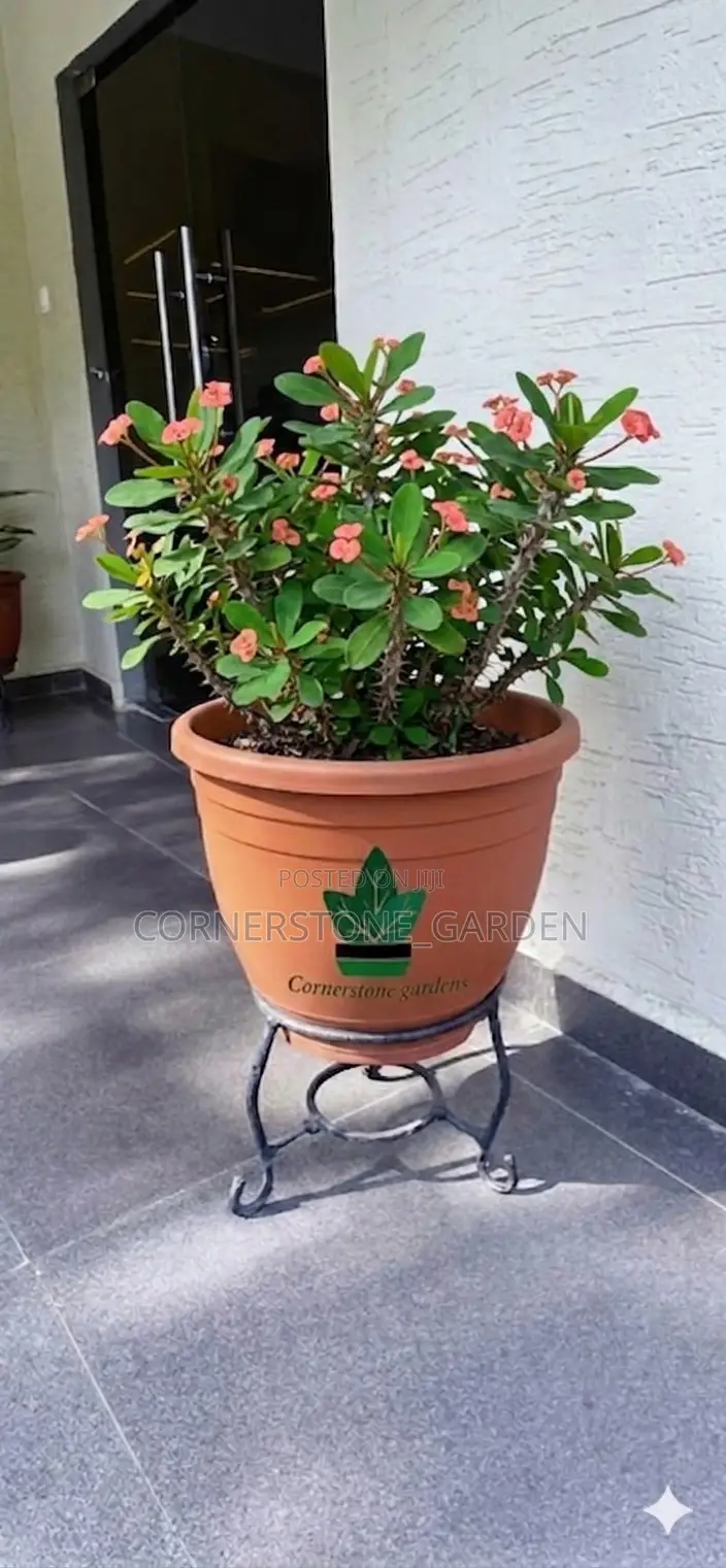 Ornamental Outdoor Natural Plants