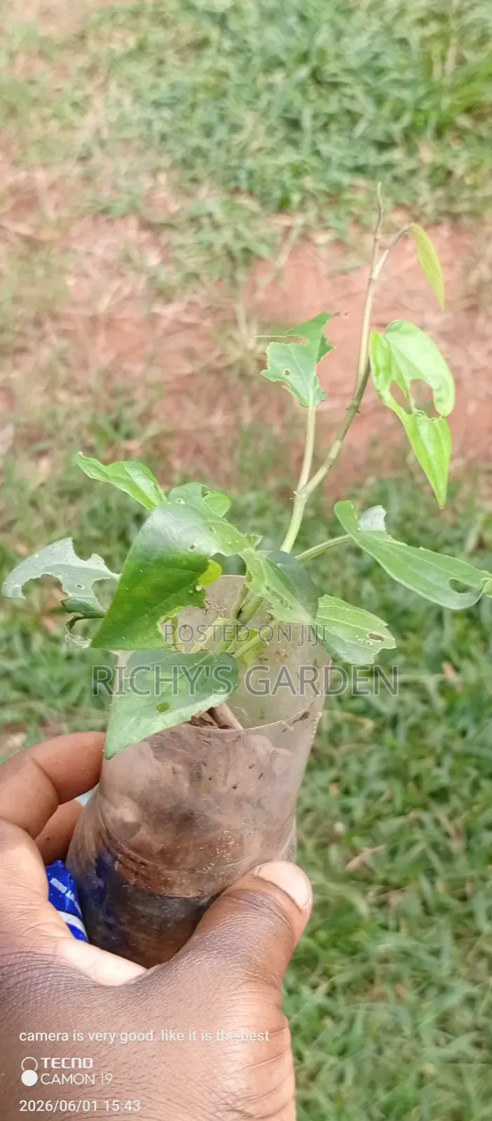 Uziza Live Plants