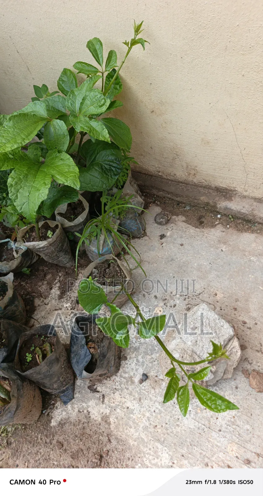 Ugwu Seedling