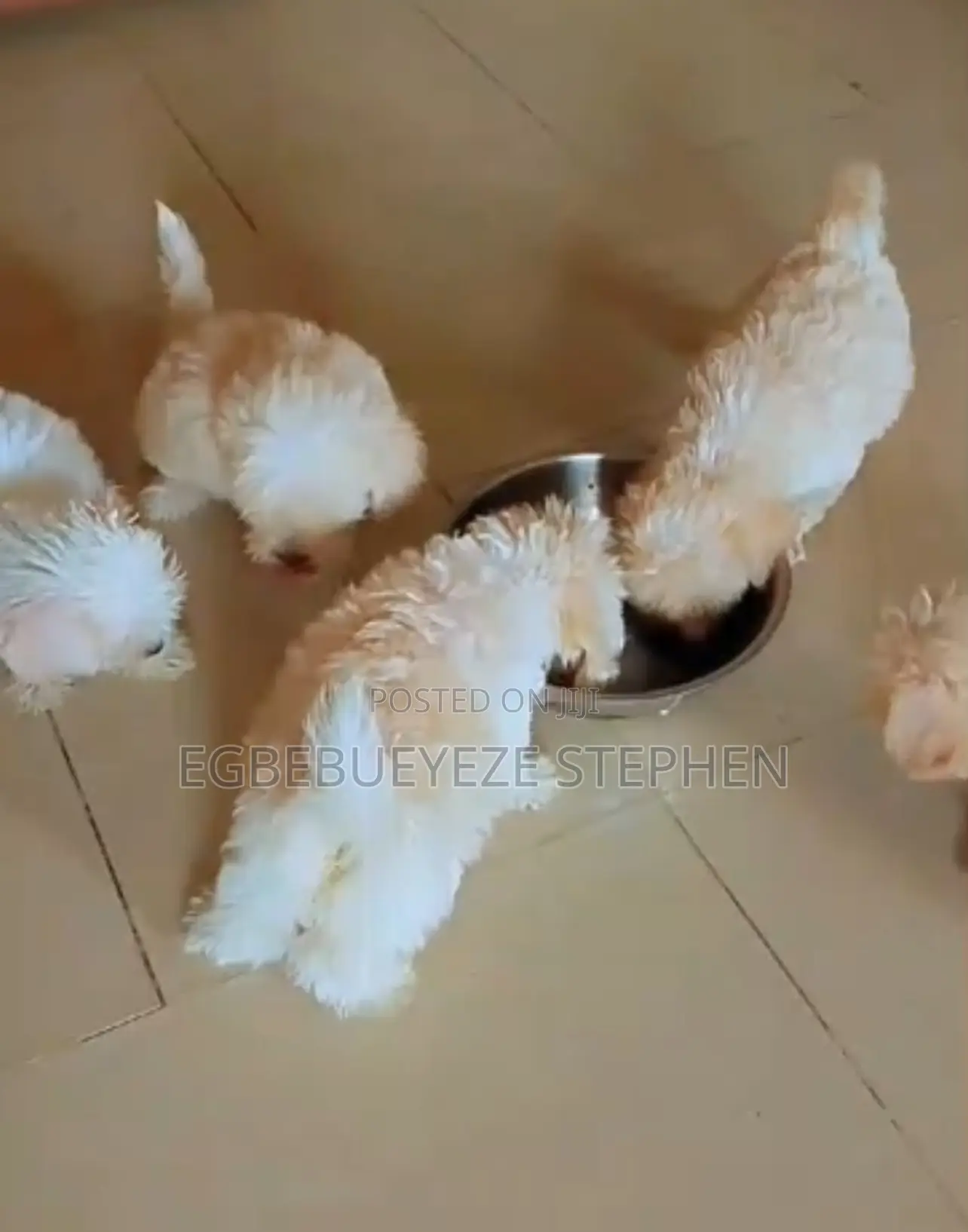 1-3 months Female Purebred Lhasa Apso