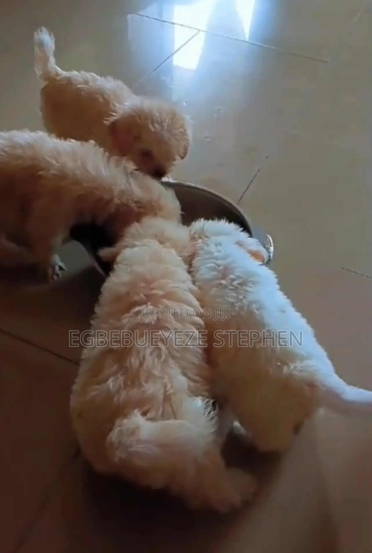 1-3 months Female Purebred Lhasa Apso