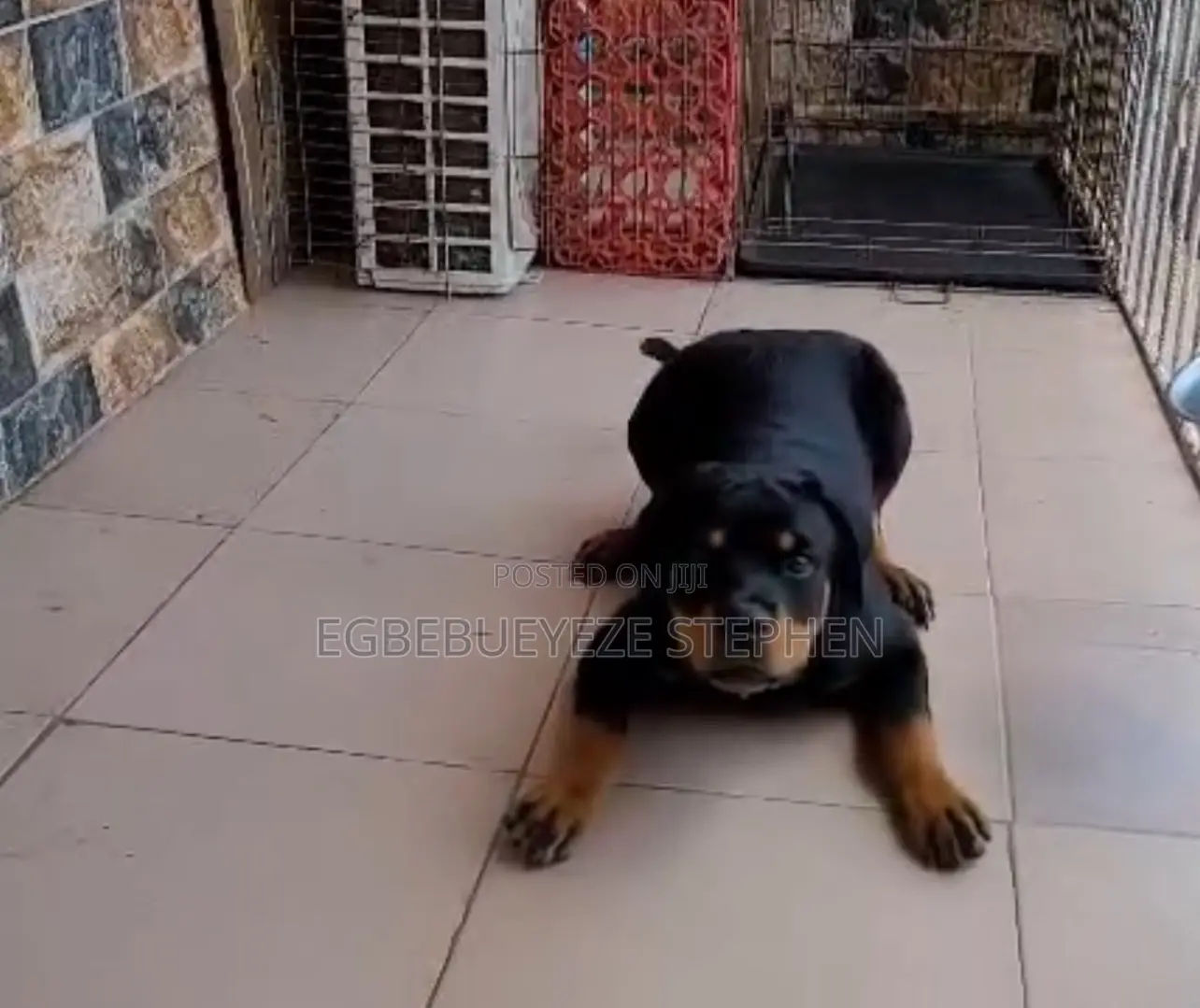6-12 months Male Purebred Rottweiler