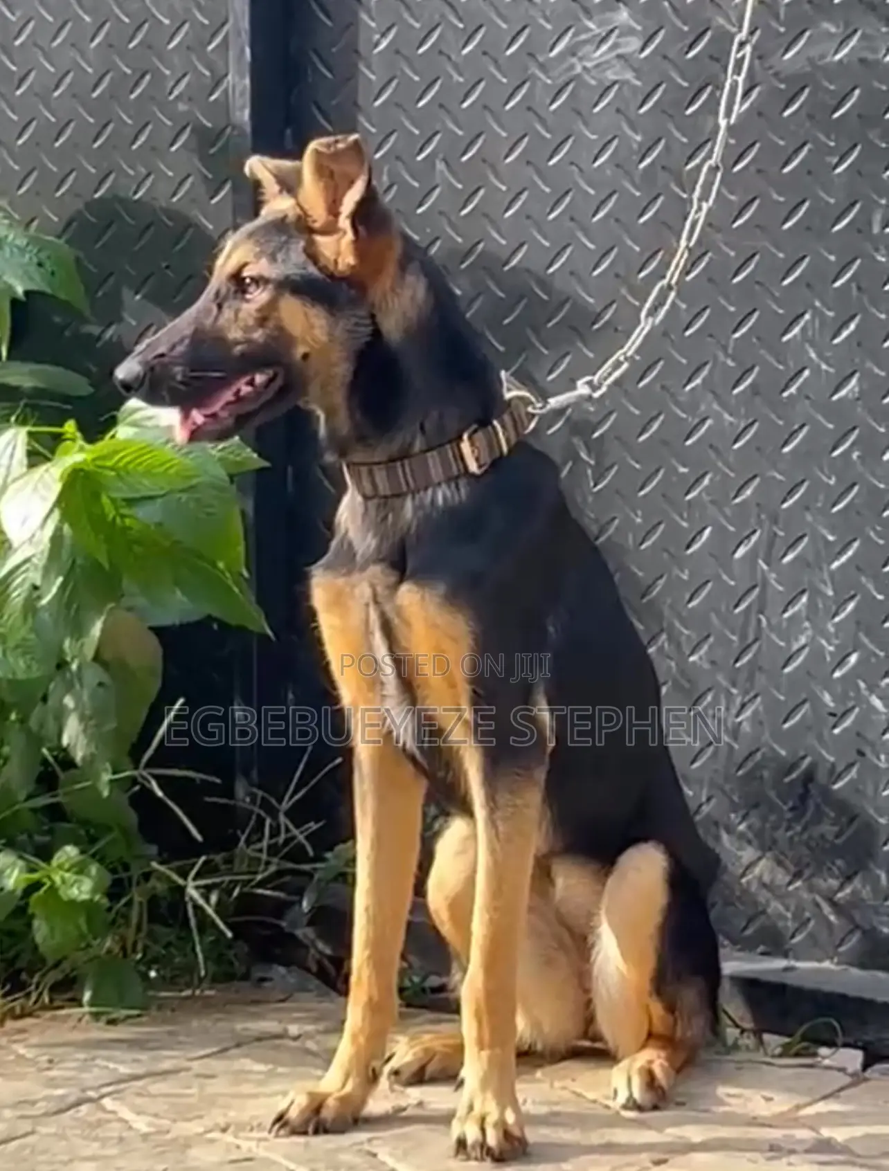 3-6 months Female Purebred German Shepherd