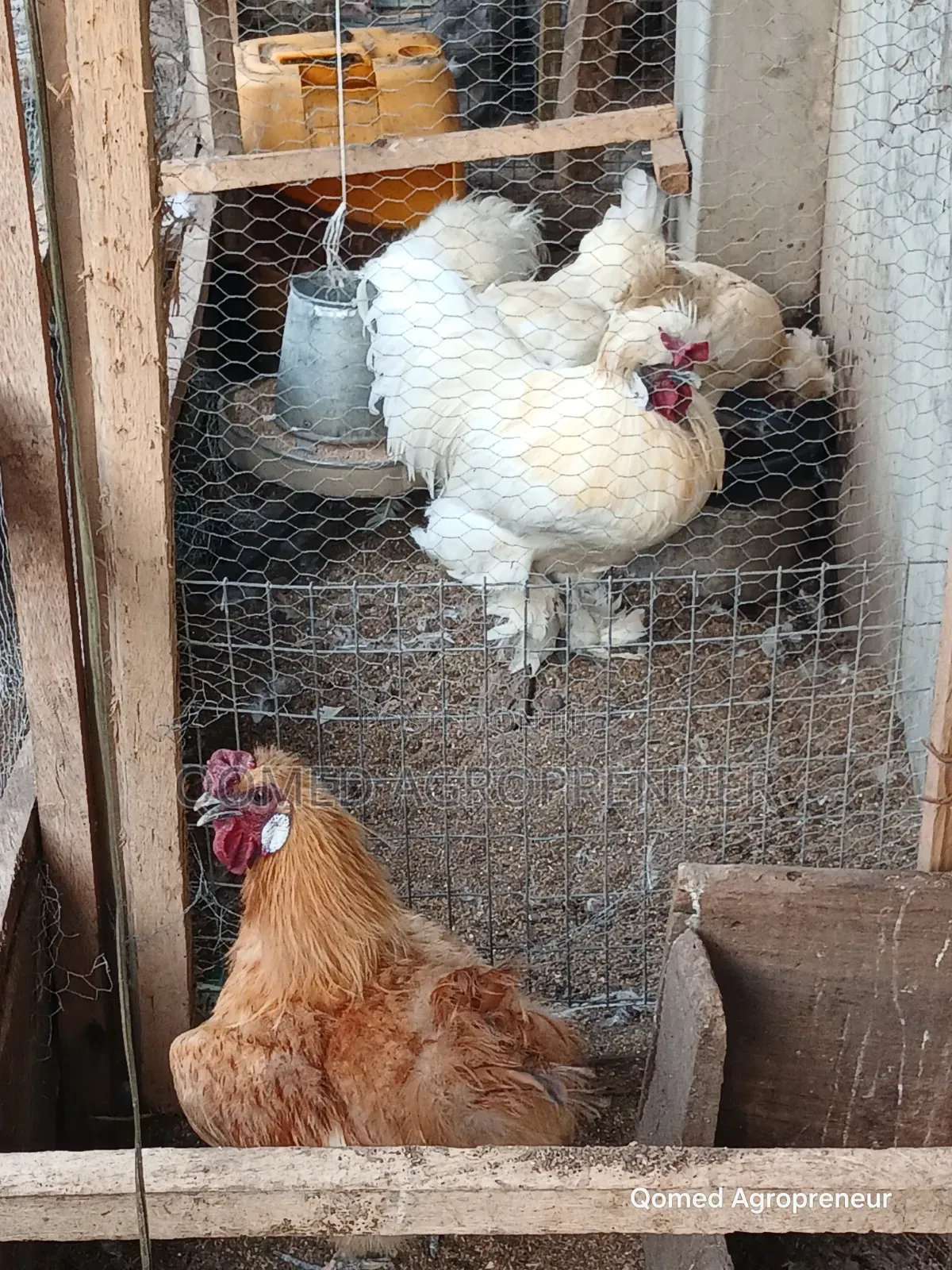 Exotic Chicken (Sultan, Silkie, Brahma, Polish, Frizzle, Naked Neck)