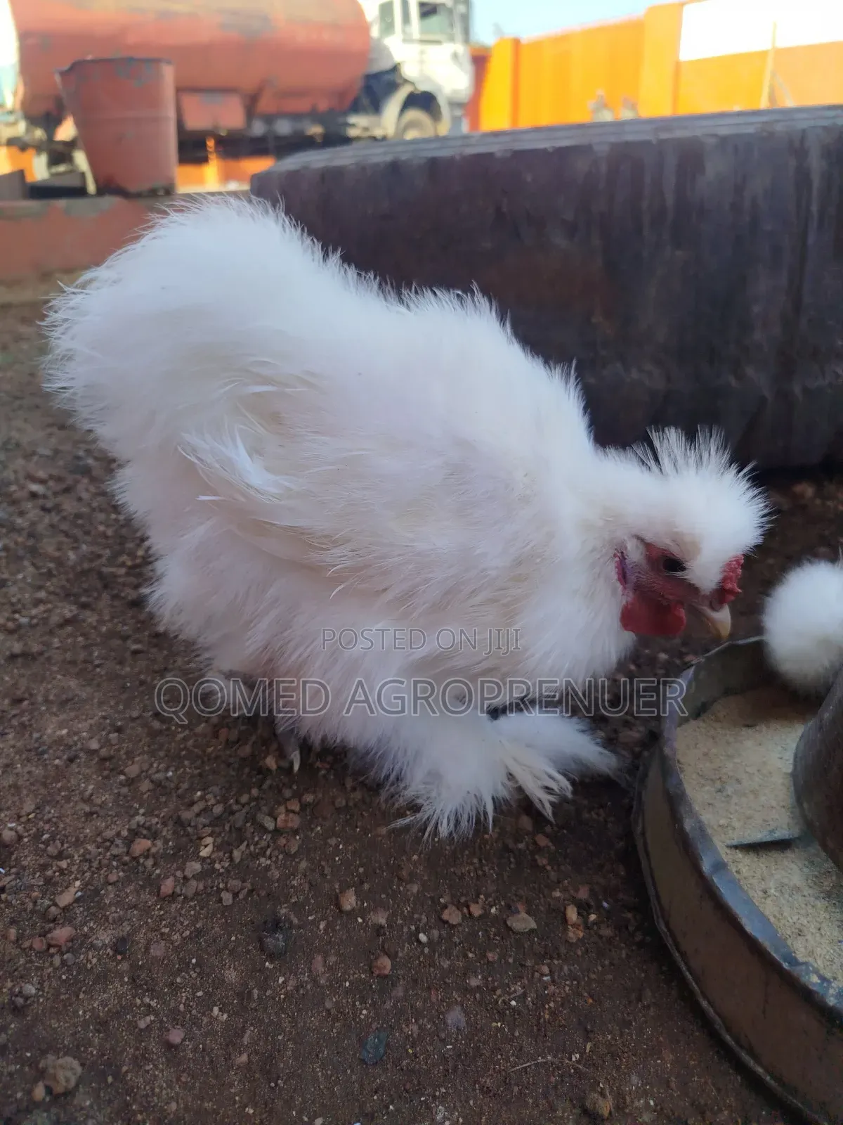 Exotic Chicken (Sultan, Silkie, Brahma, Polish, Frizzle, Naked Neck)
