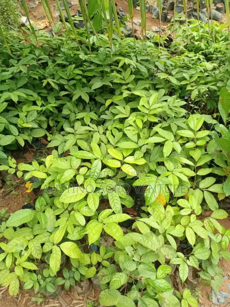 Sweet Local Pear Seedlings Available