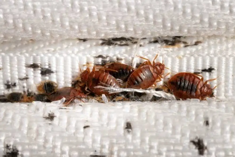 Lesekese Bedbugs and Cockroaches Instant Killer - 250ml