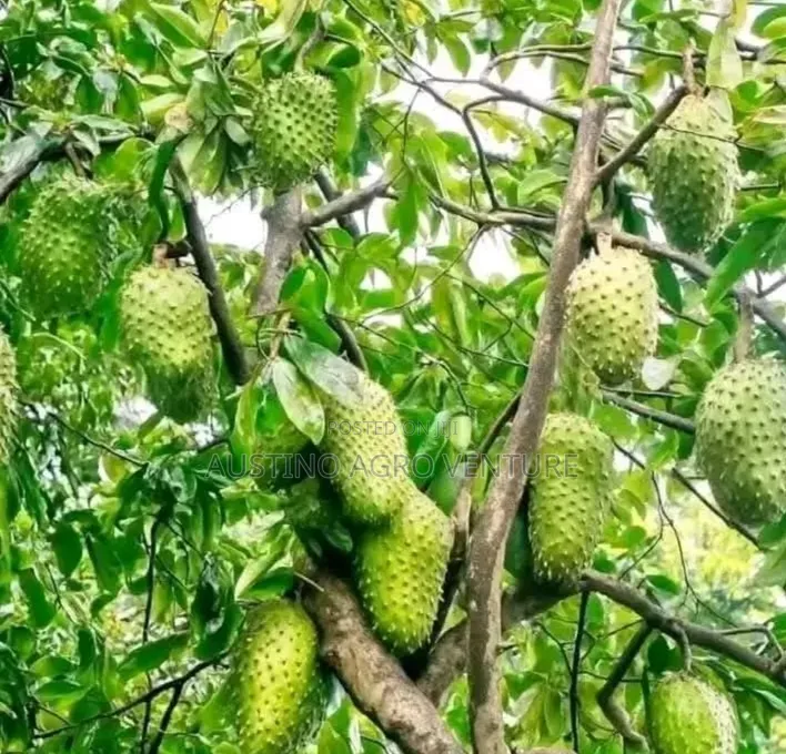 Sweet Soursop Seedlings Available