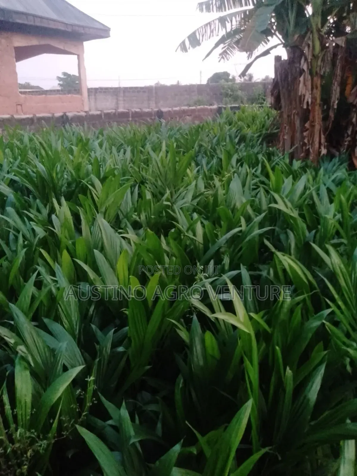 Pure Tenera Oil Palm  Seedlings