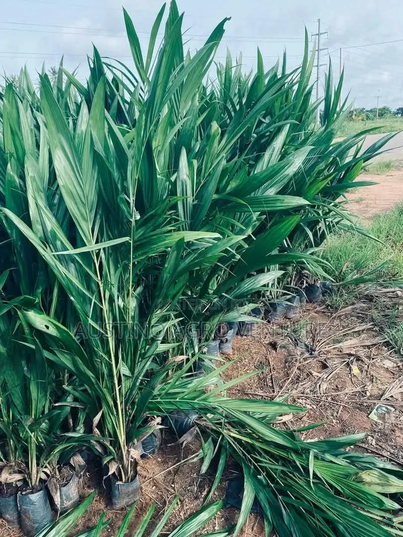 Pure Tenera Oil Palm  Seedlings