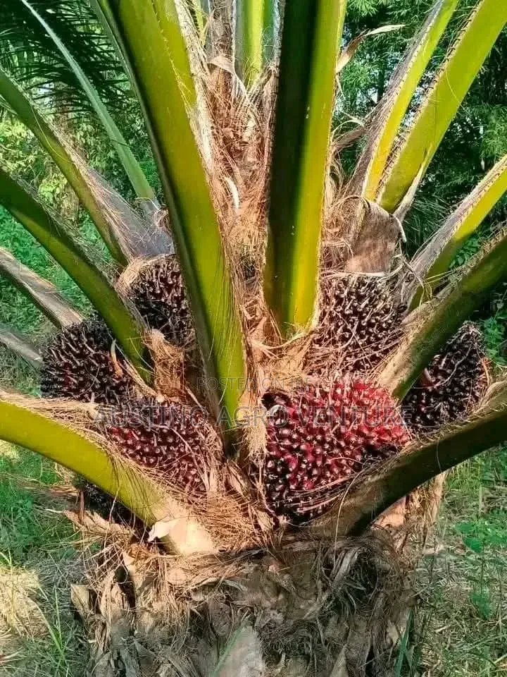 Pure Tenera Oil Palm  Seedlings