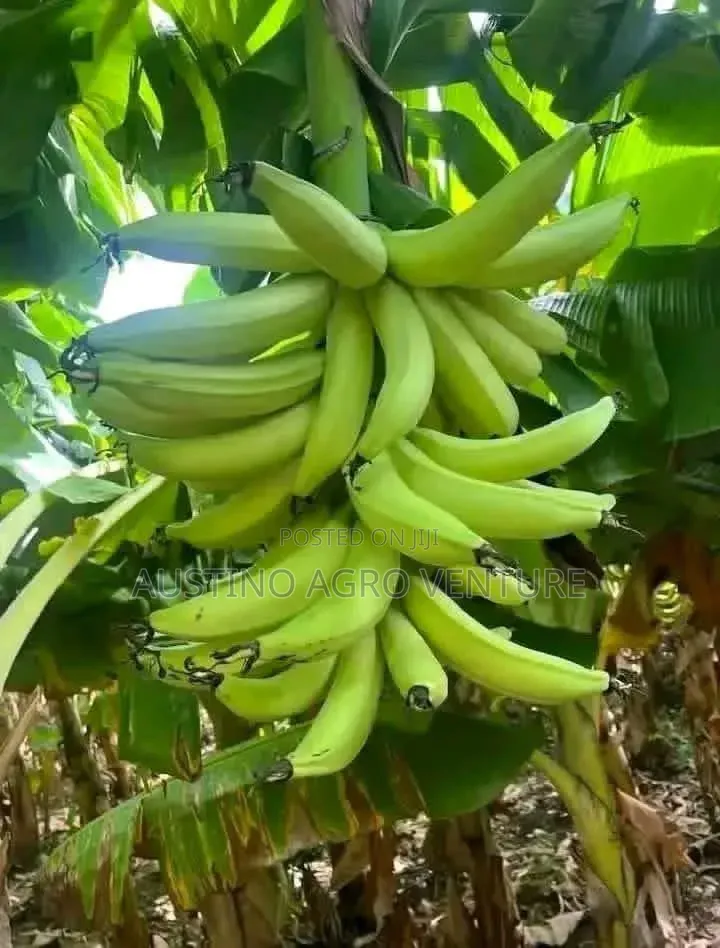 Jumbo Cameroonia Plantain Suckers