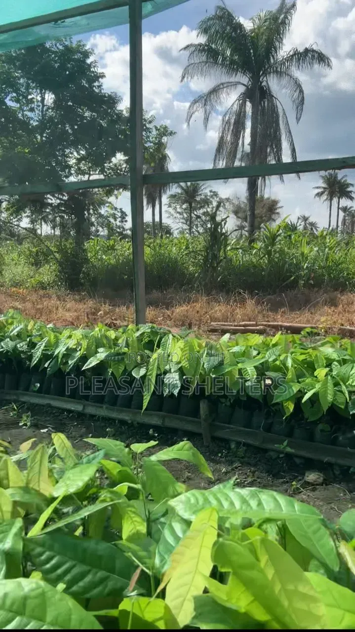 Coa Republiq - Cocoa Farmland For Sale